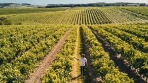 Bild från DinVinGuide