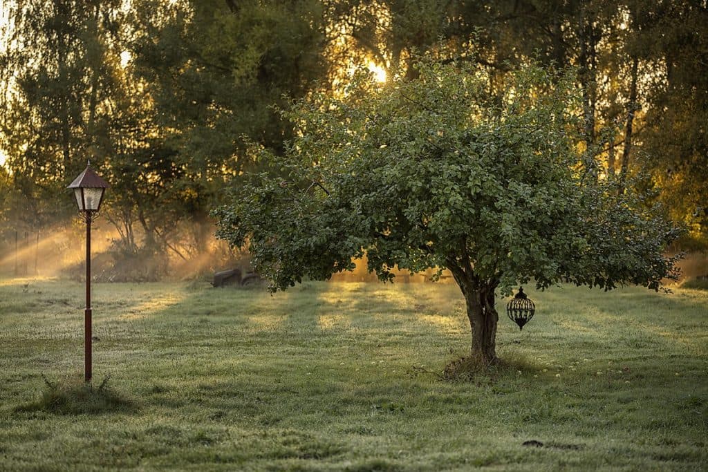Skånska sprifabriken, äppelträd